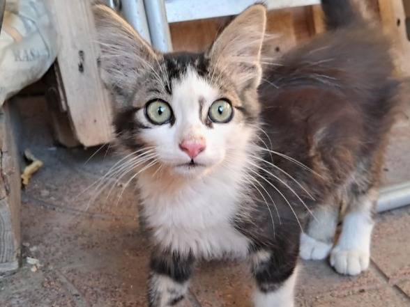 Adozione gatto, maschio, Razza sconosciuta Razza sconosciuta, 2 mesi, taglia non valida, Napoli