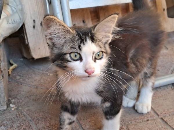 Adotta un gatto, taglia non valida, maschio, Napoli
