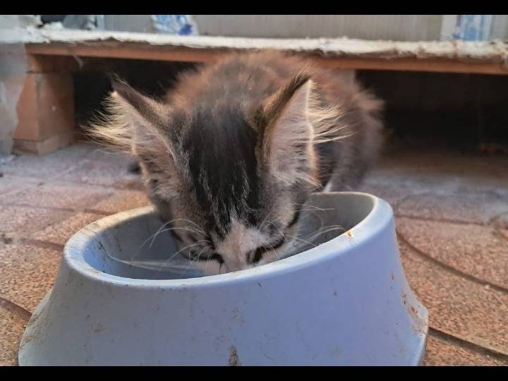 Vuoi adottare un gatto a Napoli?