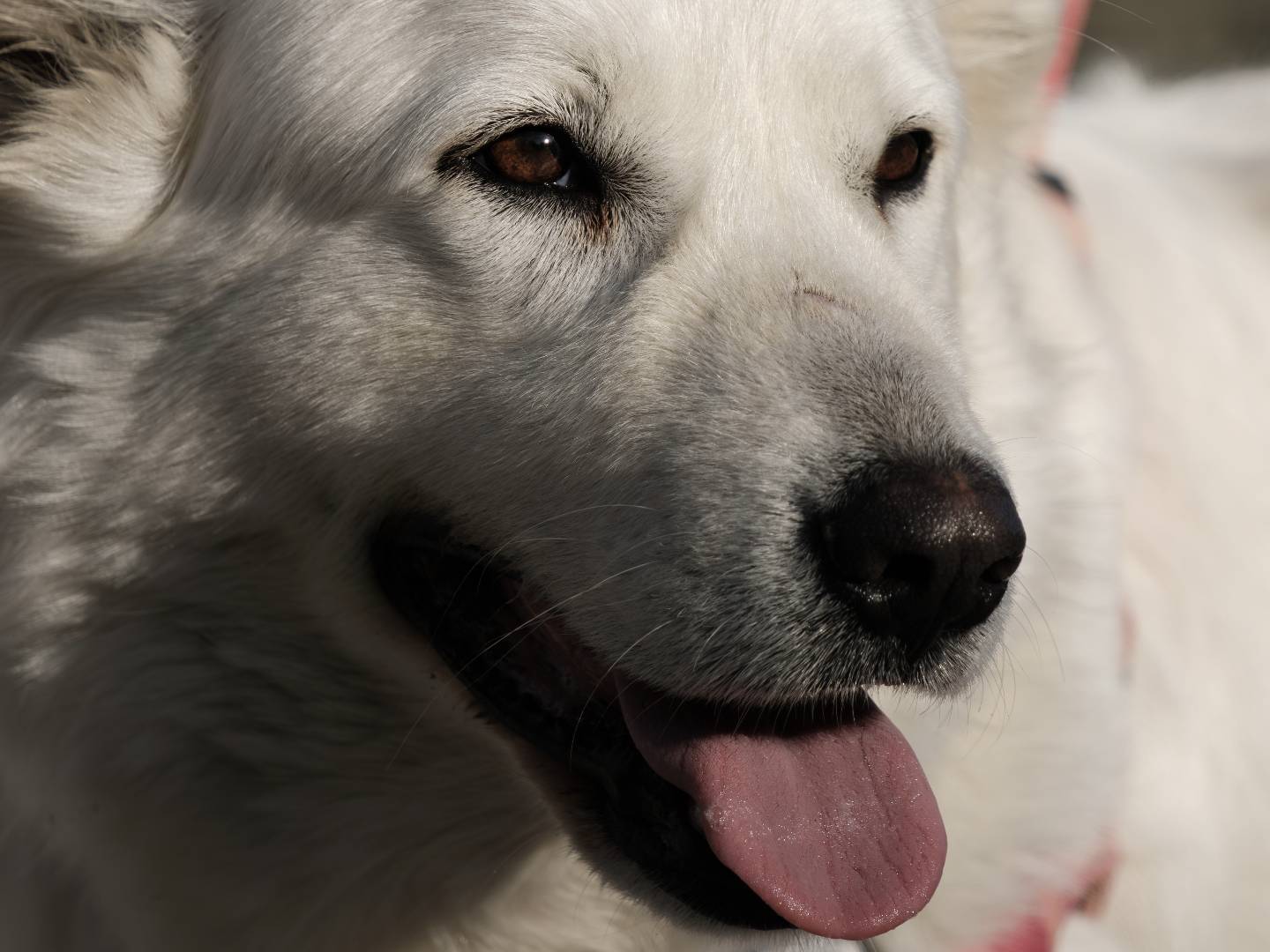 Adotta un cane, femmina, 5 anni e 6 mesi, Bari