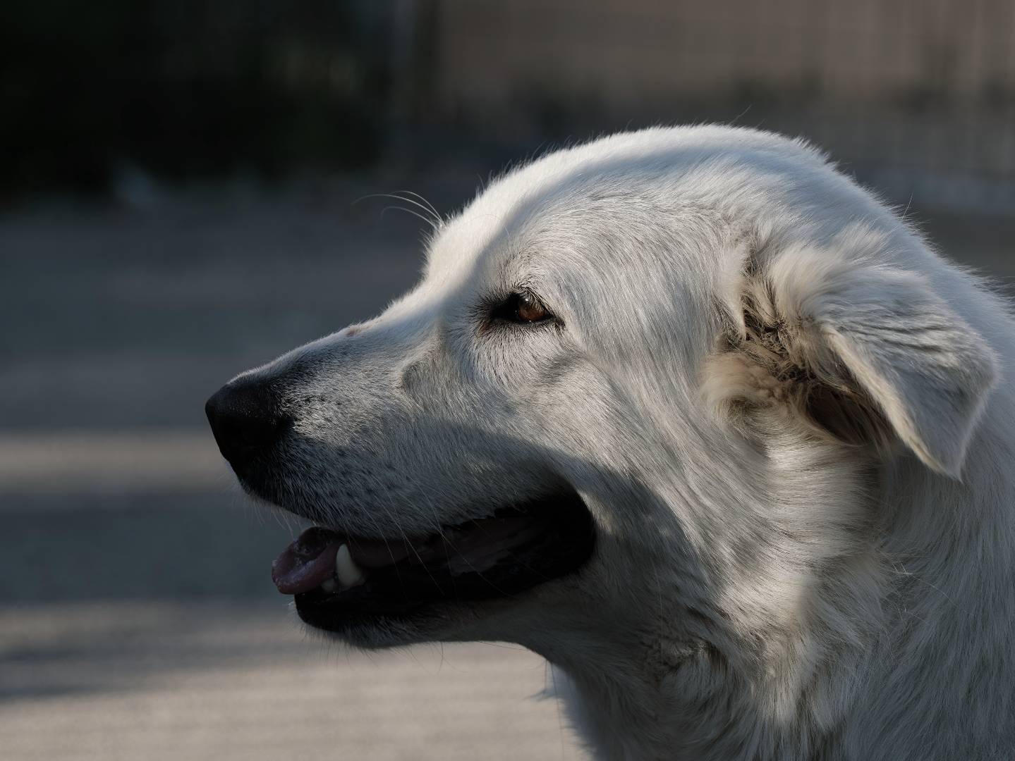 Adotta un cane, taglia media, femmina, Bari
