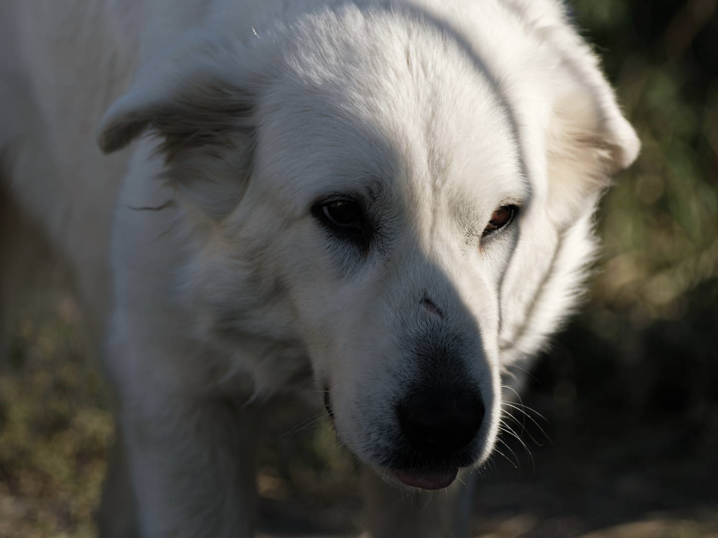 Vuoi adottare un cane a Bari?