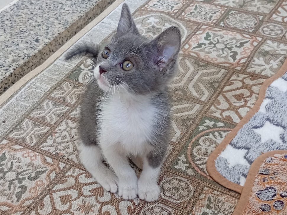 Adozione gatto, femmina, Razza sconosciuta Razza sconosciuta, 2 mesi, taglia non valida, Alessandria
