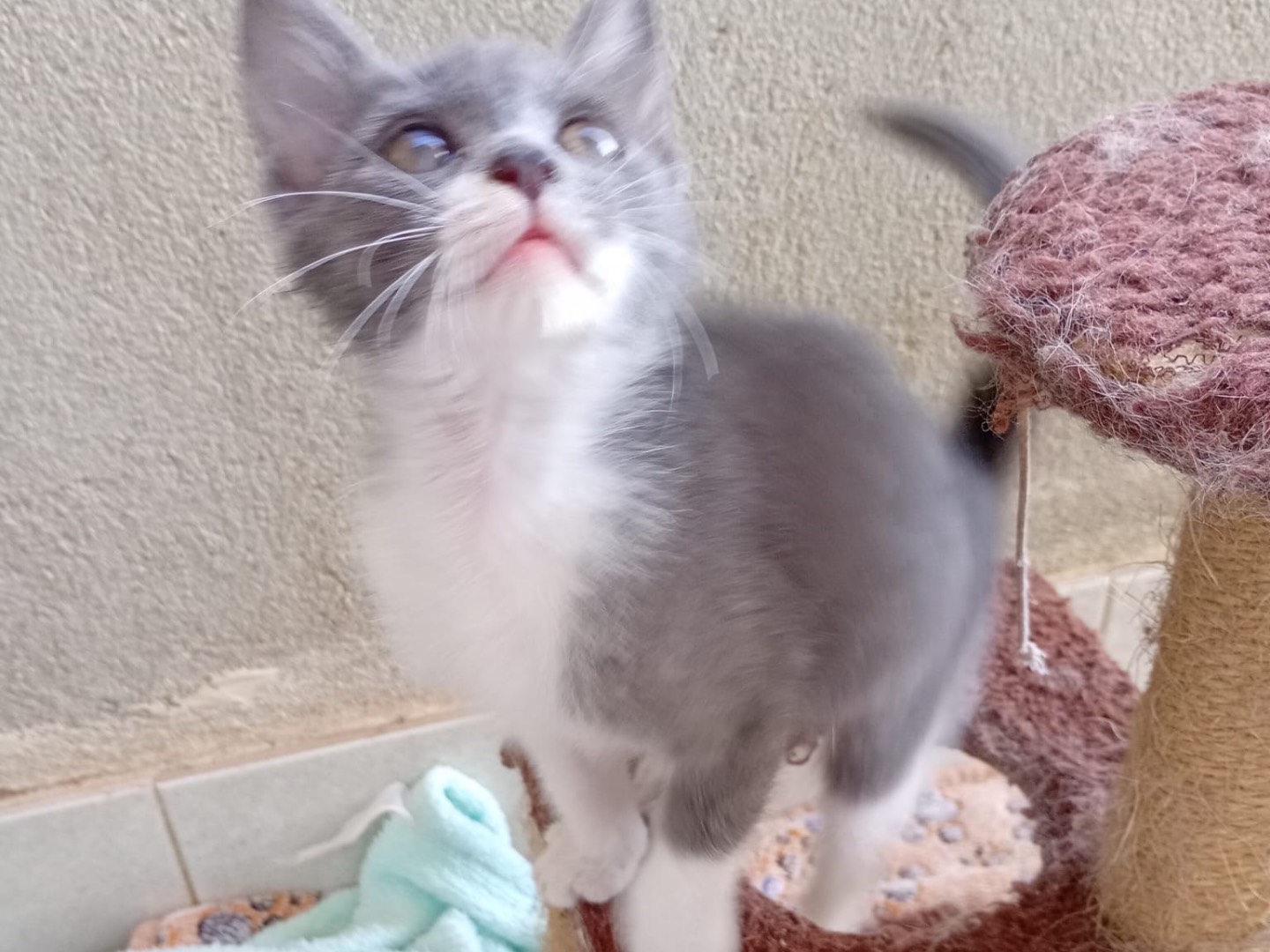 Adotta un gatto, femmina, 2 mesi, Alessandria