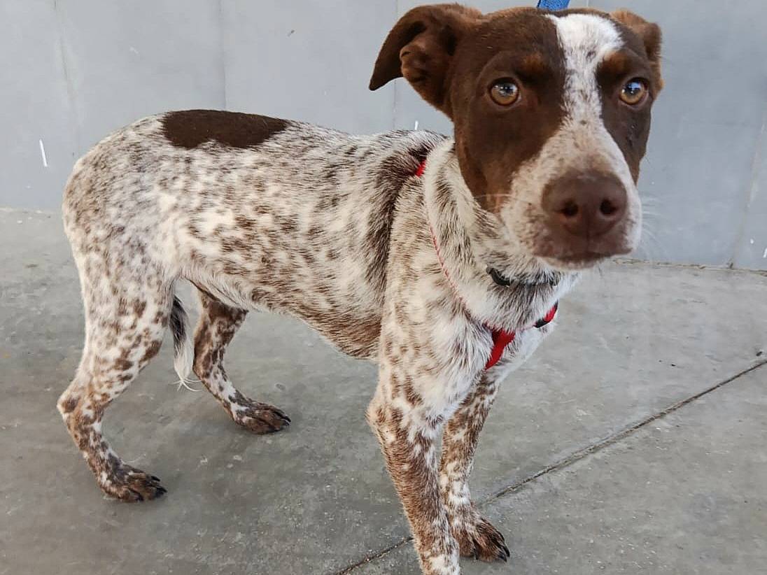 Adotta un cane, maschio, 7 mesi, Teramo
