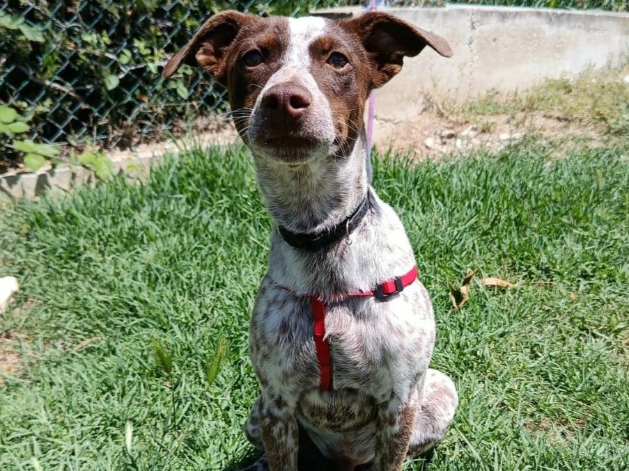 Adotta un cane, taglia piccola, maschio, Teramo