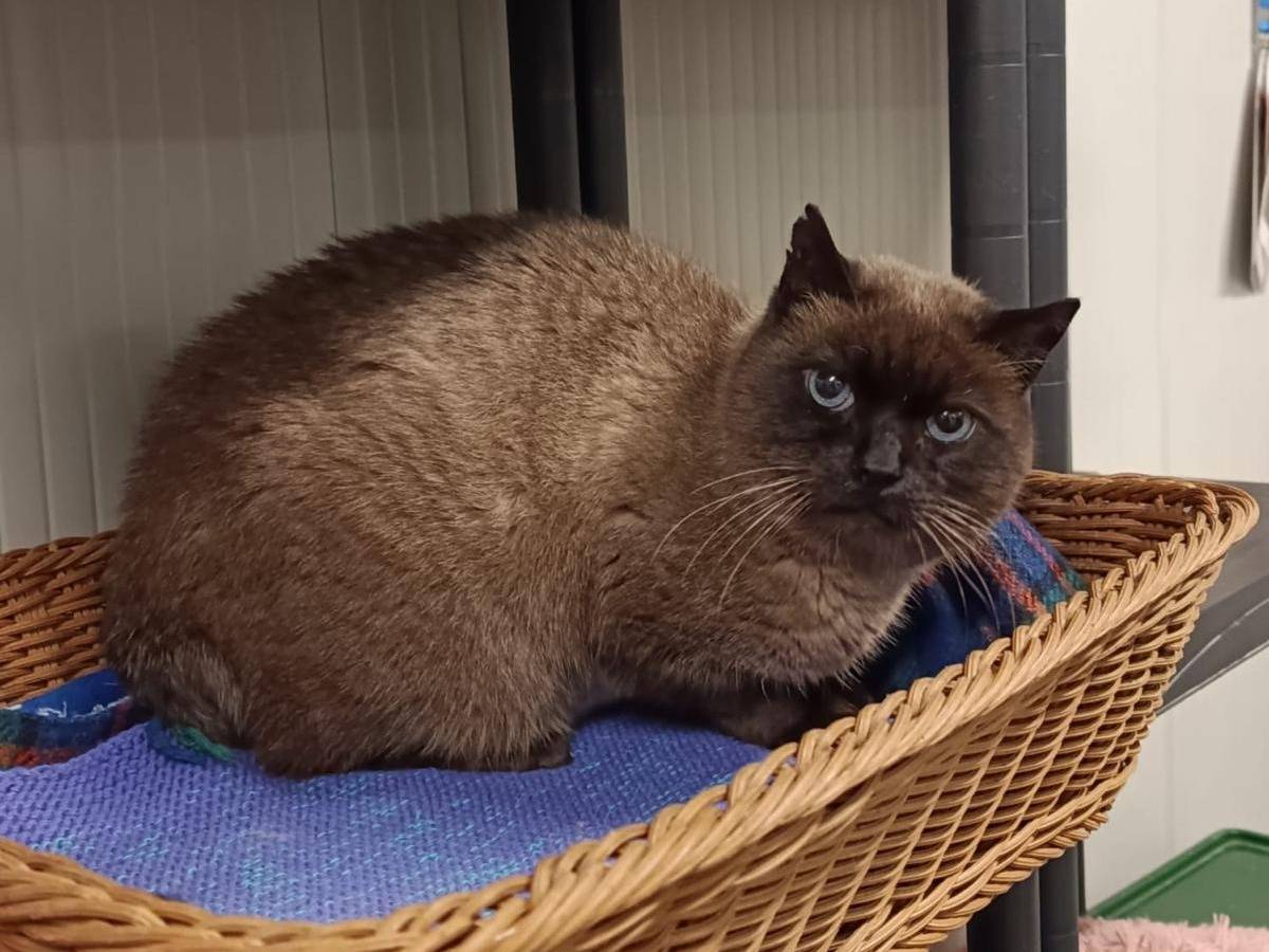 Adotta il gatto Summer a Milano
