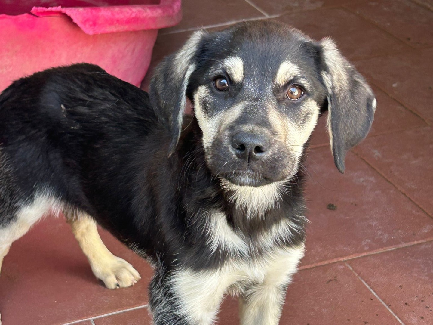 Adozione cane, femmina, Razza sconosciuta Razza sconosciuta, 4 mesi, taglia media, Trapani