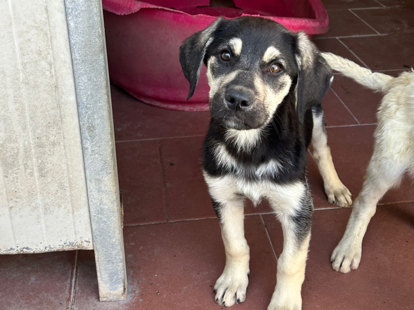 Adotta un cane, femmina, 4 mesi, Trapani