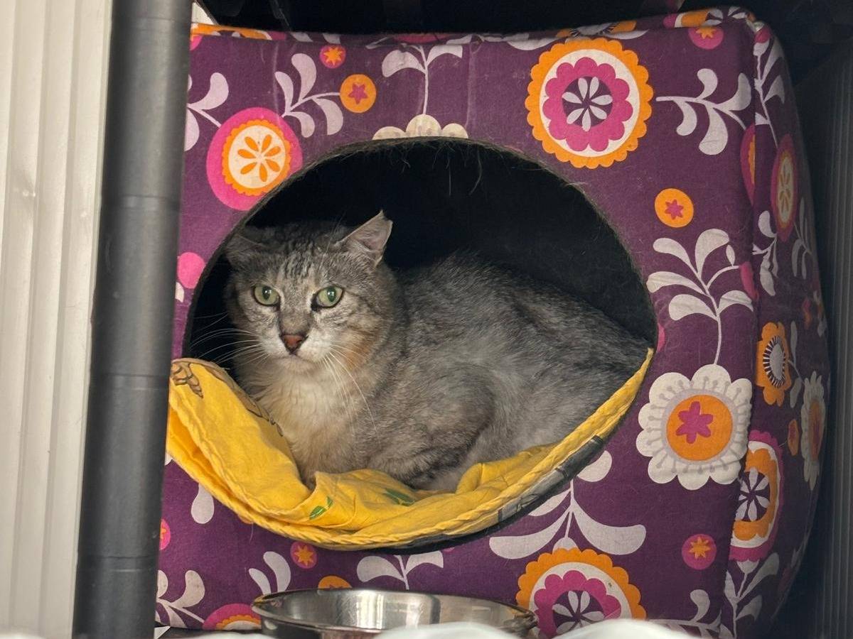 Adozione gatto, maschio, Razza sconosciuta Razza sconosciuta, 6 anni e 5 mesi, taglia non valida, Milano