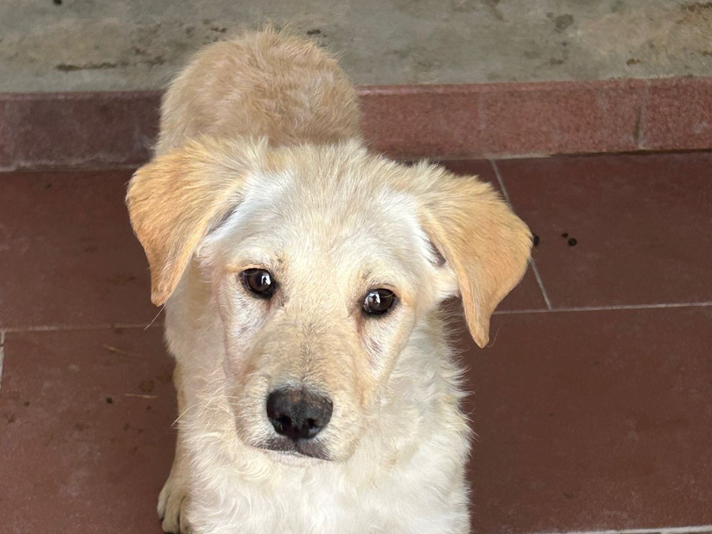 Adozione cane, maschio, Razza sconosciuta Razza sconosciuta, 4 mesi, taglia media, Trapani