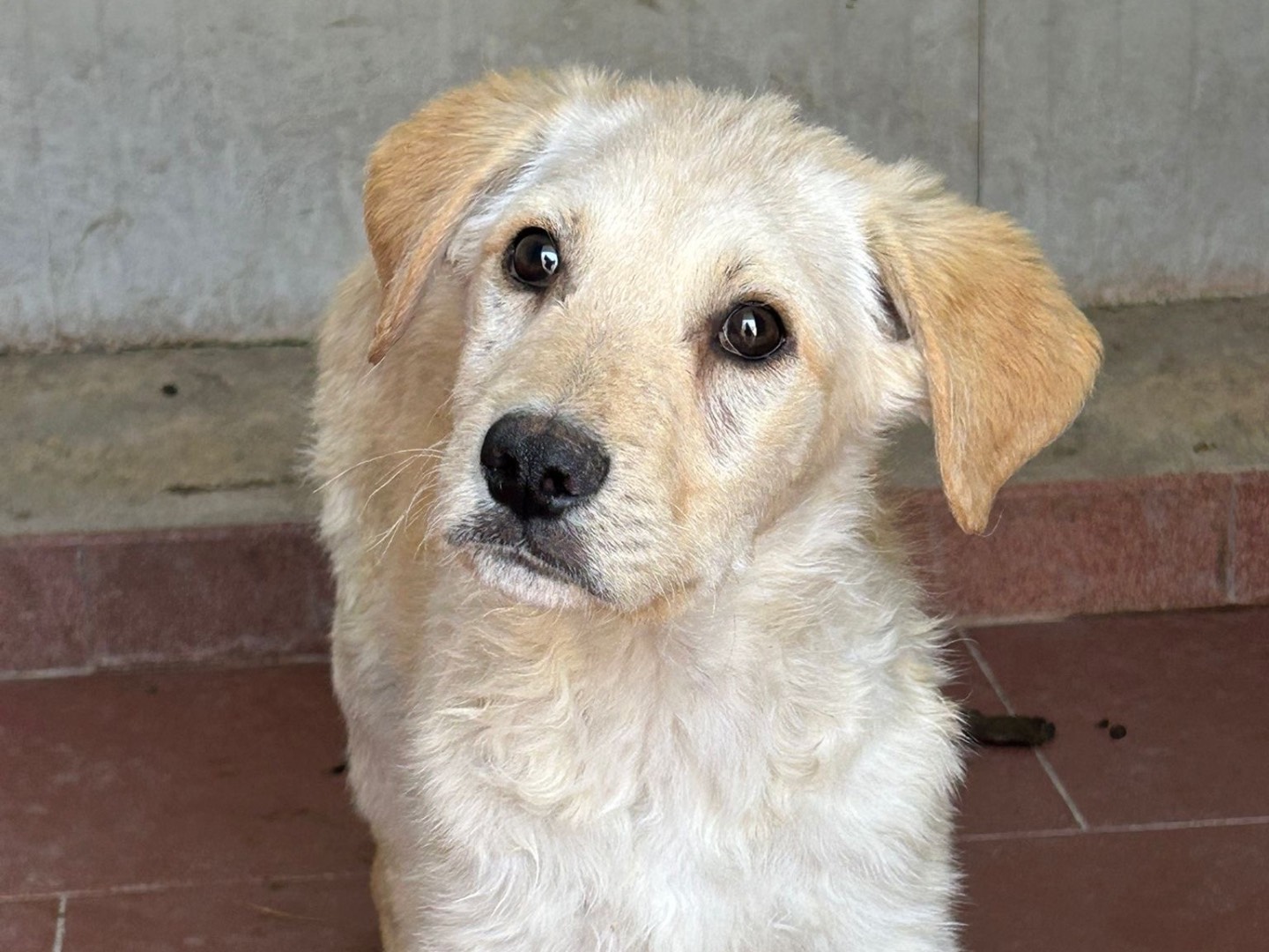 Adotta un cane, maschio, 4 mesi, Trapani