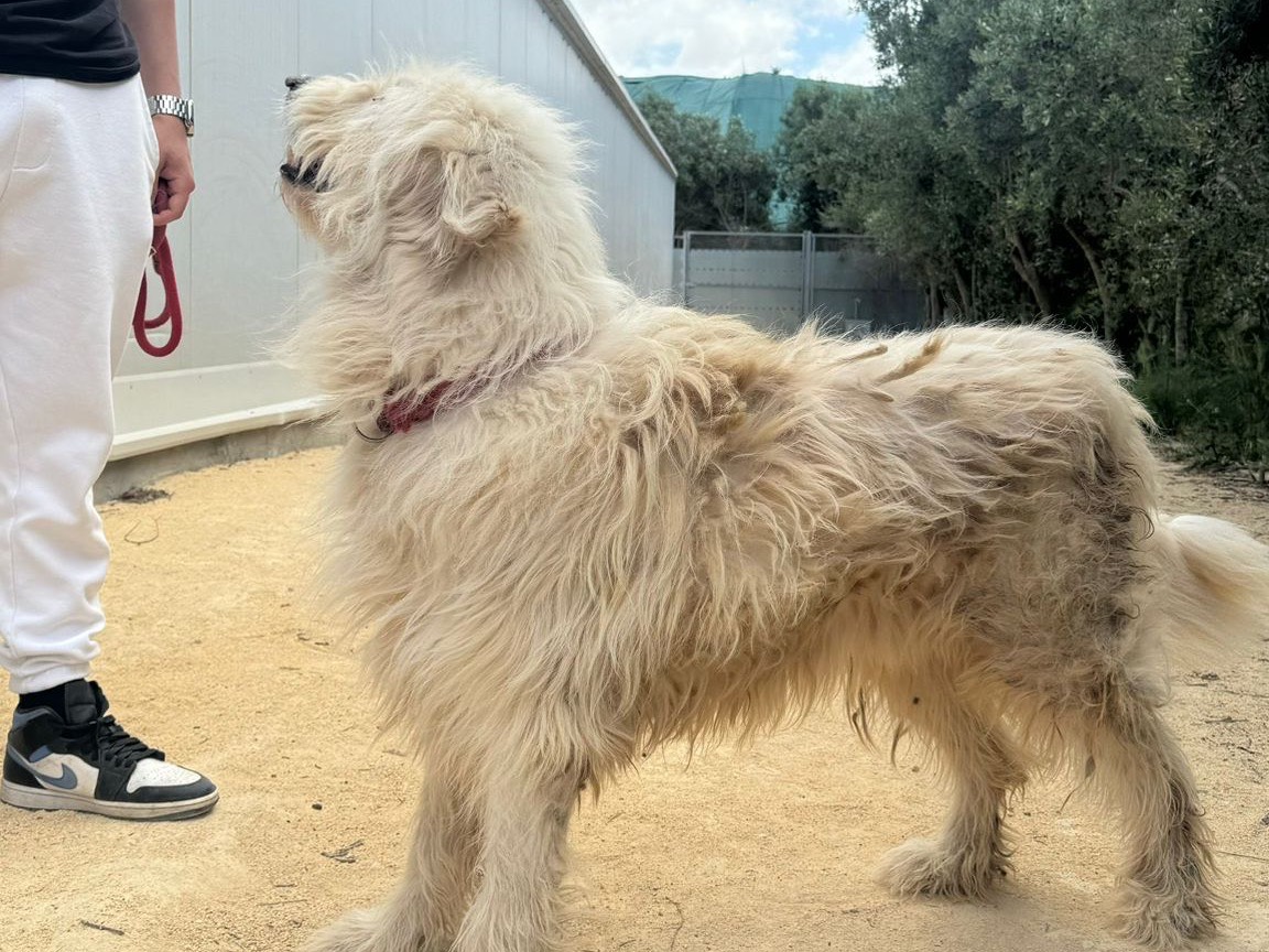 Vuoi adottare un cane a Trapani?