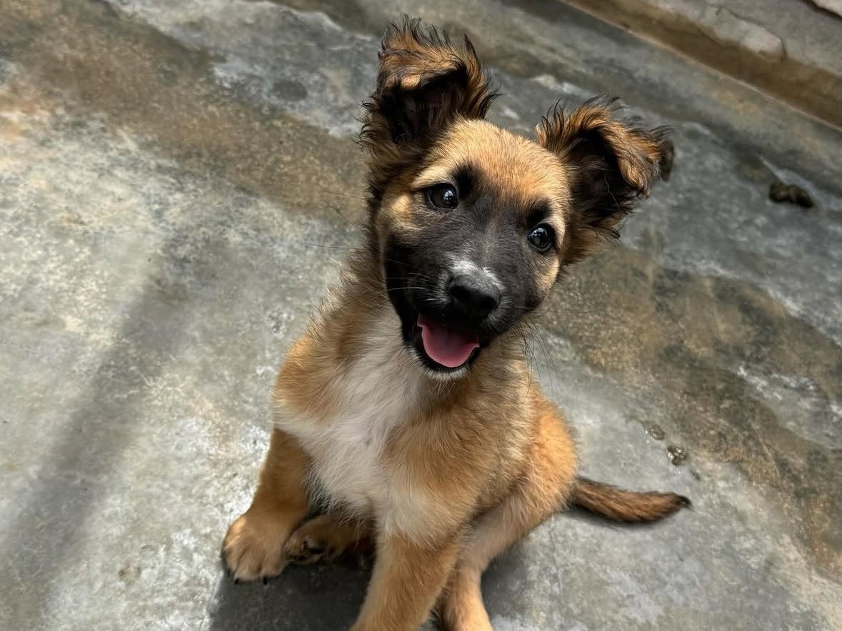 Adozione cane, femmina, Razza sconosciuta Razza sconosciuta, 3 mesi, taglia media, Trapani