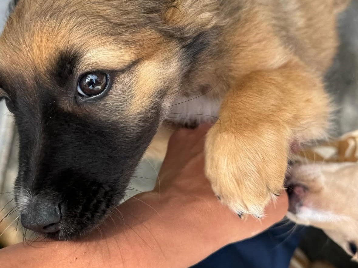 Adotta un cane, femmina, 3 mesi, Trapani
