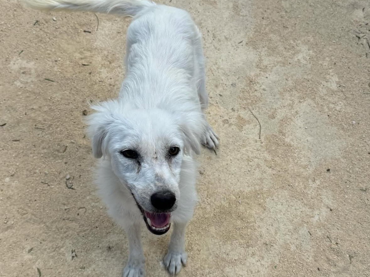 Adozione cane, femmina, Razza sconosciuta Razza sconosciuta, 2 anni e 3 mesi, taglia media, Trapani