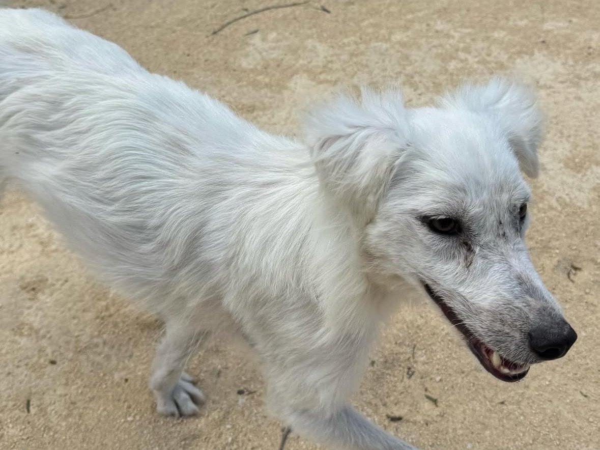 Adotta un cane, femmina, 2 anni e 3 mesi, Trapani