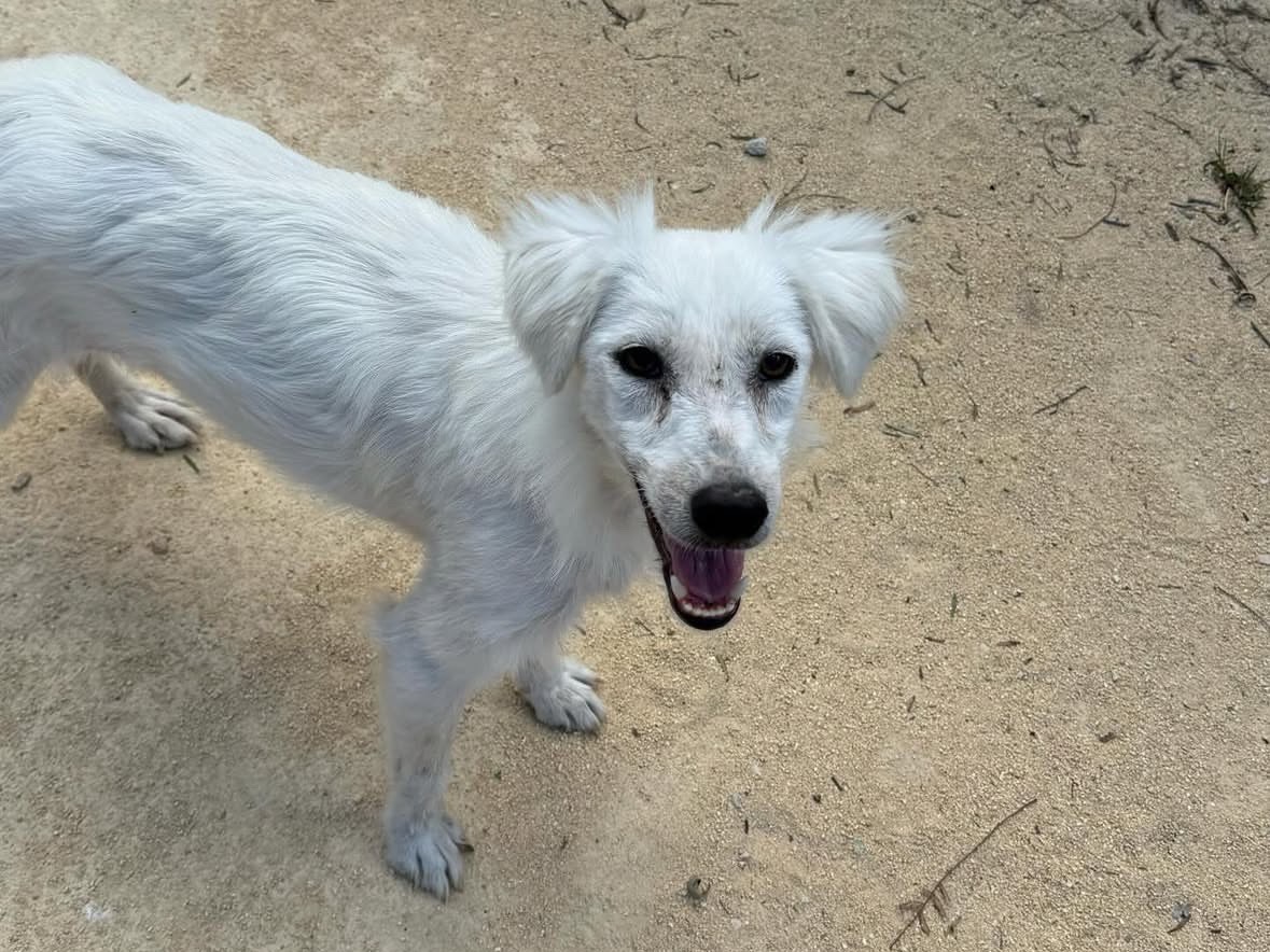 Adotta un cane, taglia media, femmina, Trapani