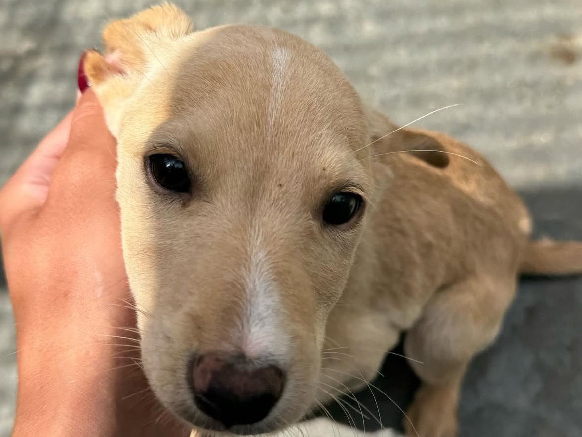 Adozione cane, maschio, Razza sconosciuta Razza sconosciuta, 3 mesi, taglia media, Trapani