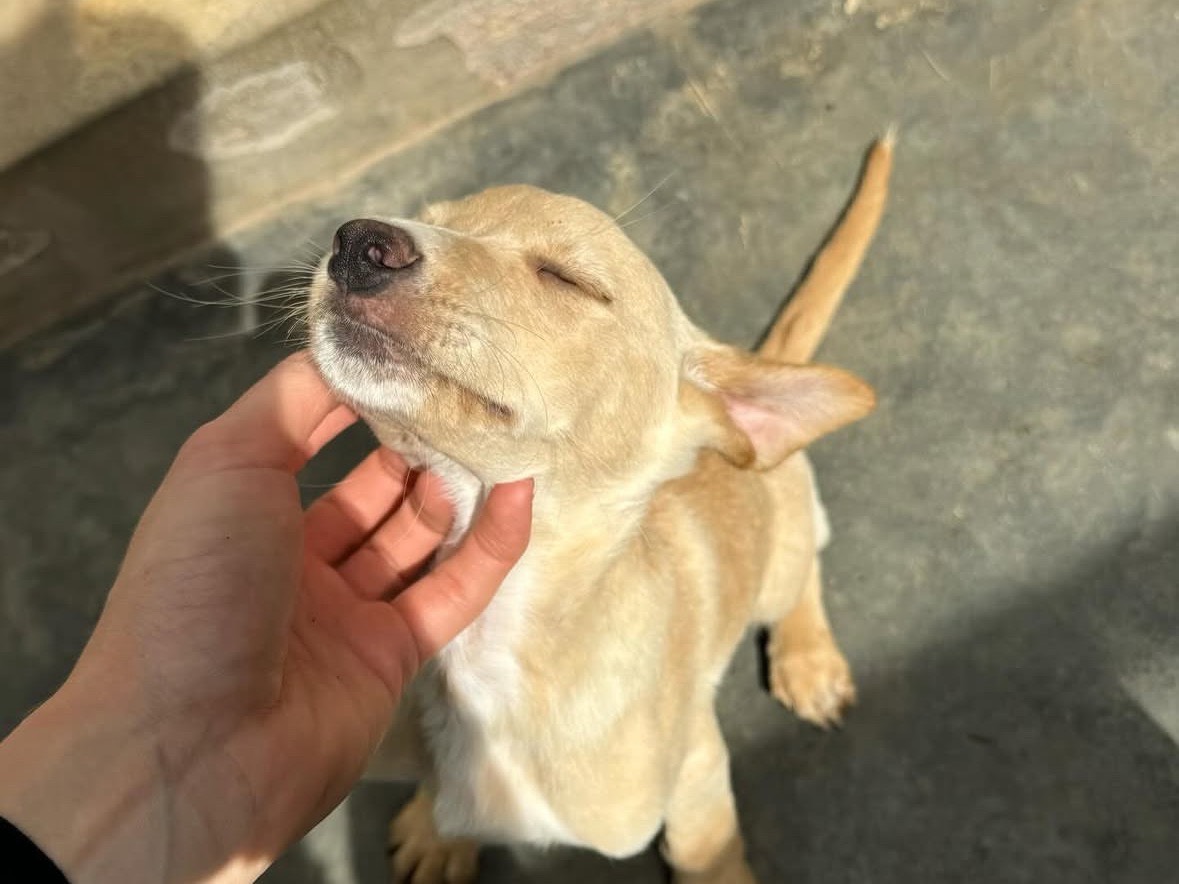 Adotta un cane, maschio, 3 mesi, Trapani