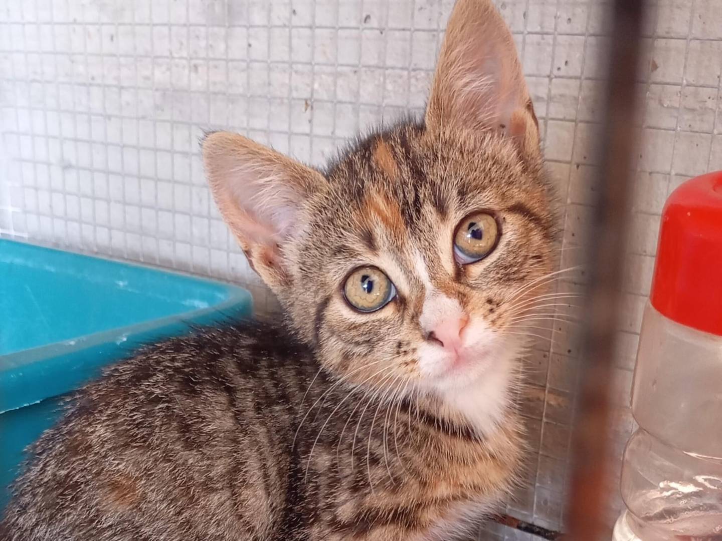 Adozione gatto, femmina, Razza sconosciuta Razza sconosciuta, 2 mesi, taglia non valida, Latina