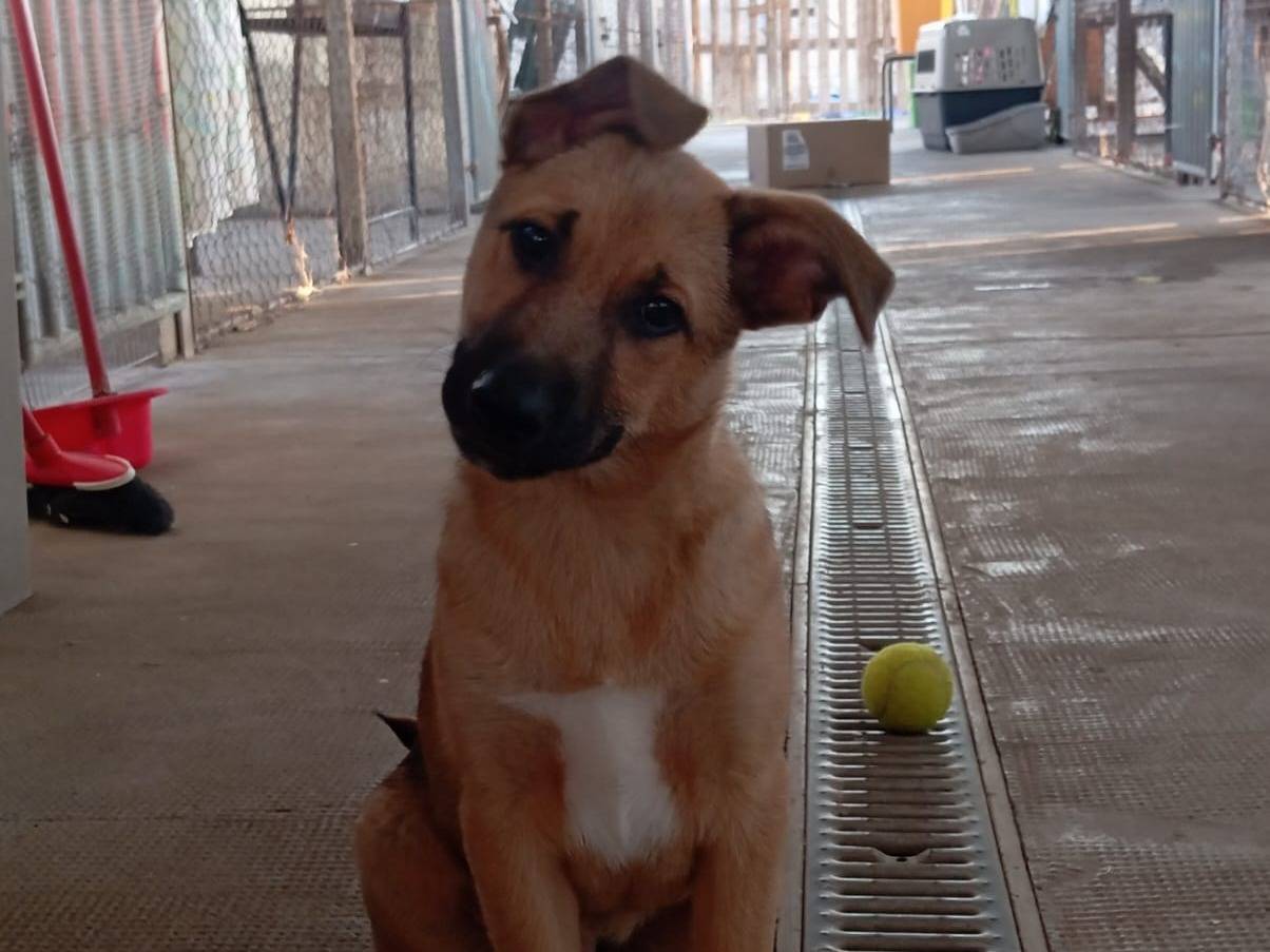 Adozione cane, maschio, Razza sconosciuta Razza sconosciuta, 1 mese, taglia media contenuta, Latina