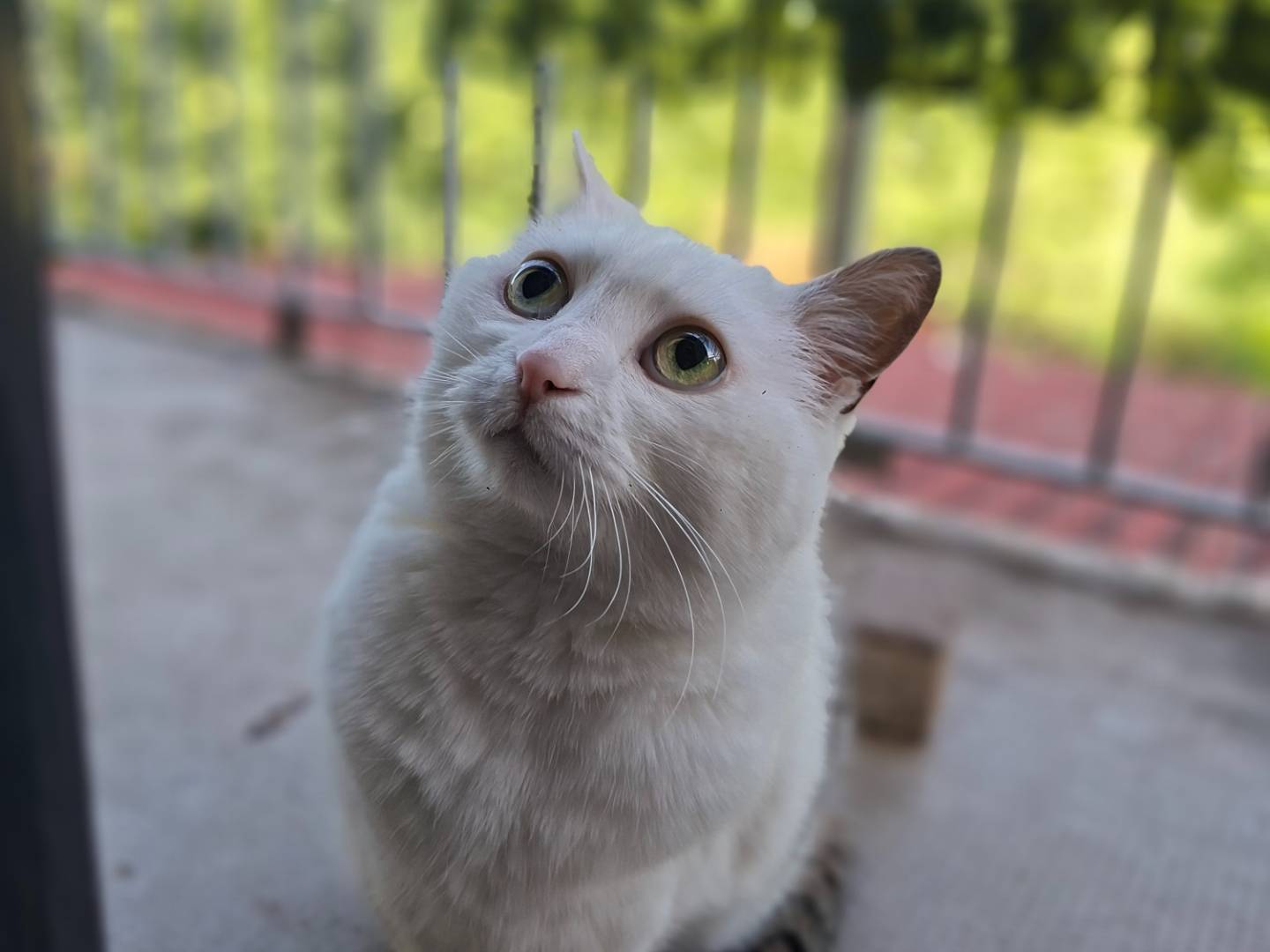 Adozione gatto, femmina, Razza sconosciuta Razza sconosciuta, 14 anni e 2 mesi, taglia non valida, Asti