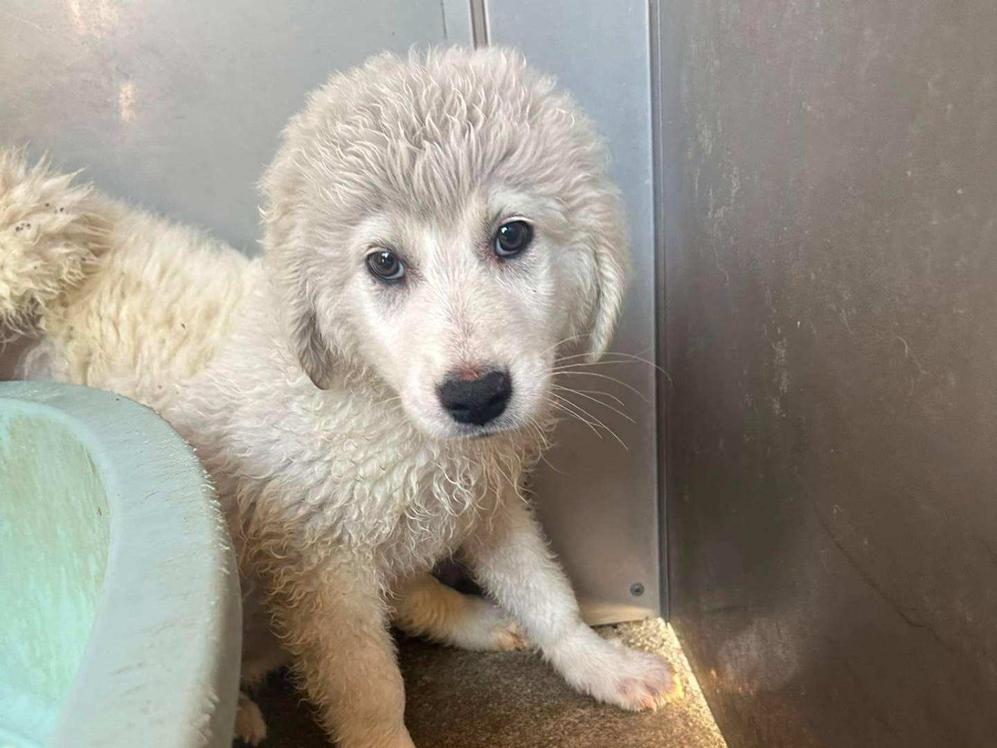 Adozione cane, femmina, Pastore maremmano Razza sconosciuta, 3 mesi, taglia grande, Padova