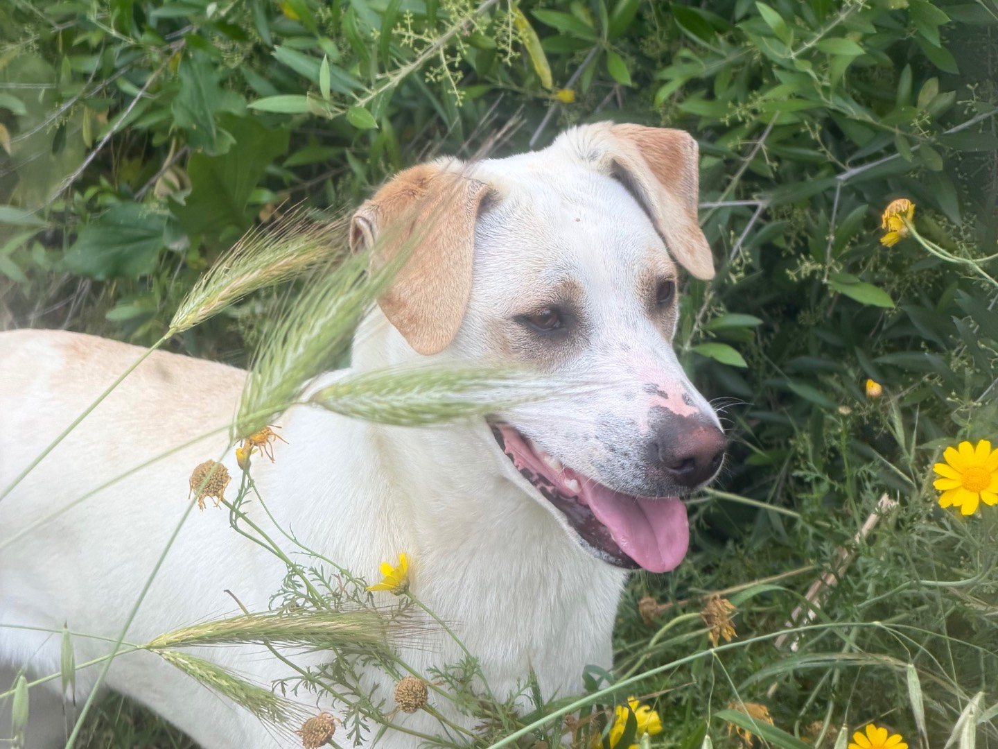 Adotta un cane, maschio, 1 anno e 1 mese, Agrigento