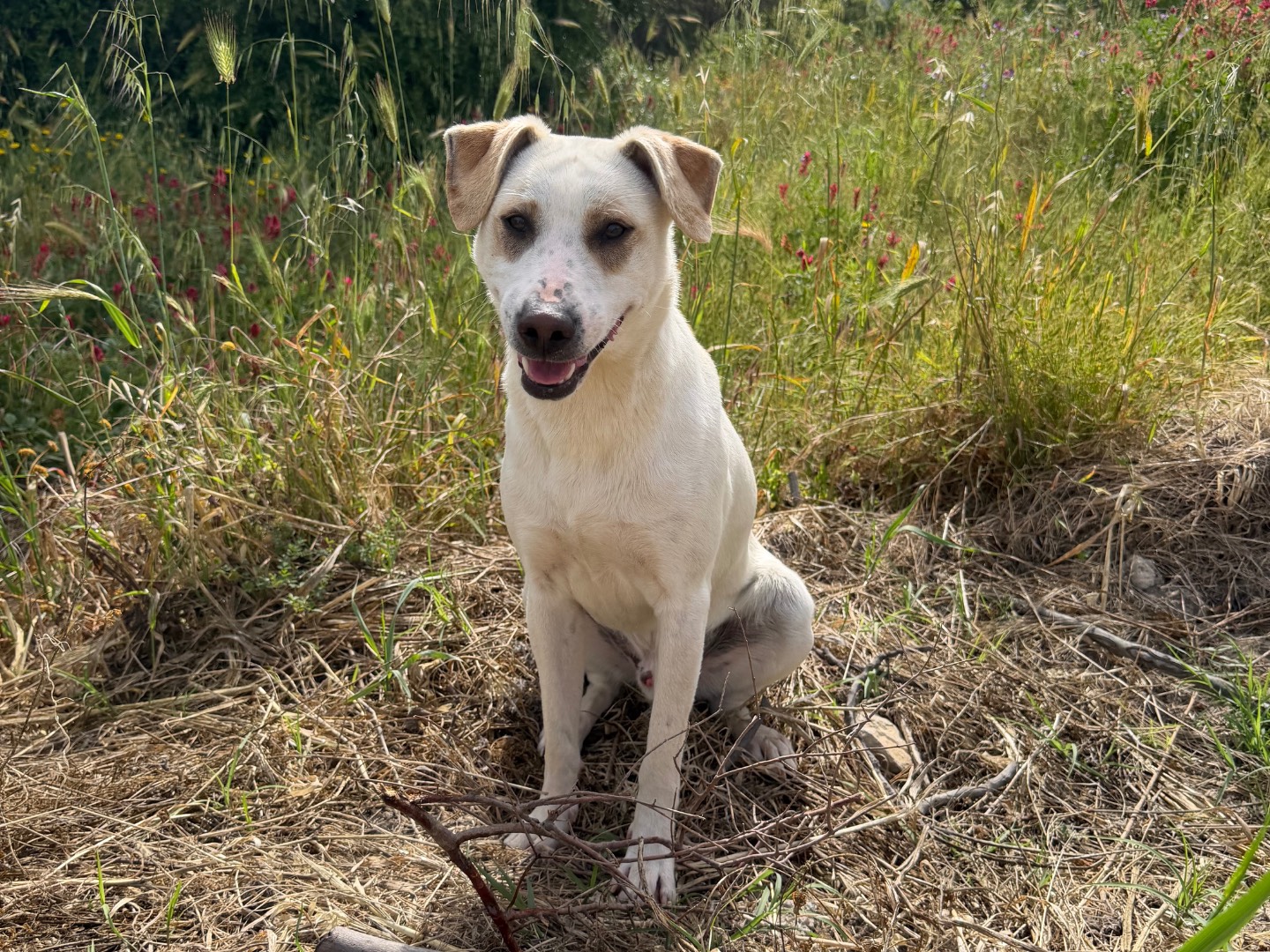 Adozione cane, maschio, Razza sconosciuta Razza sconosciuta, 1 anno e 1 mese, taglia media contenuta, Agrigento