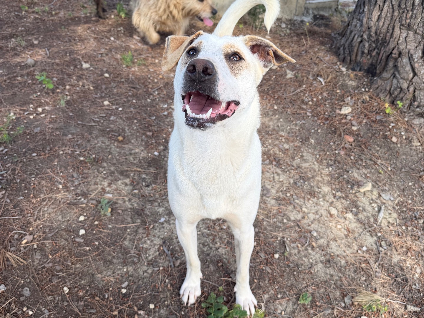 Adotta un cane, taglia media contenuta, maschio, Agrigento