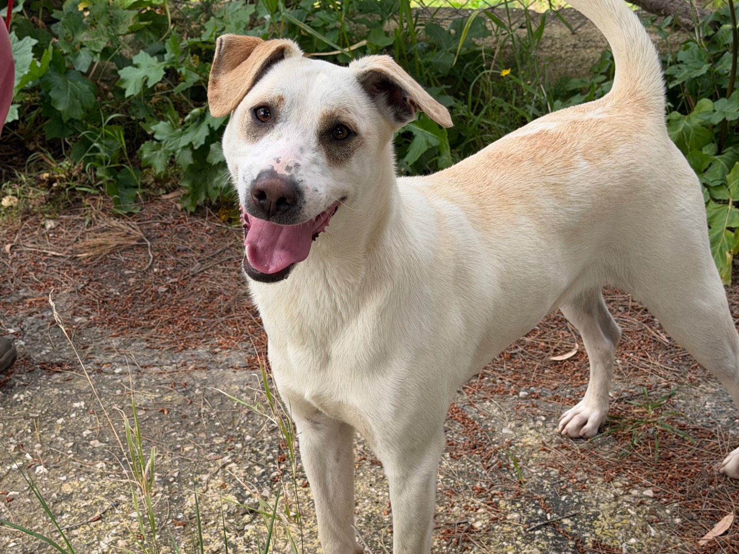 Vuoi adottare un cane a Agrigento?