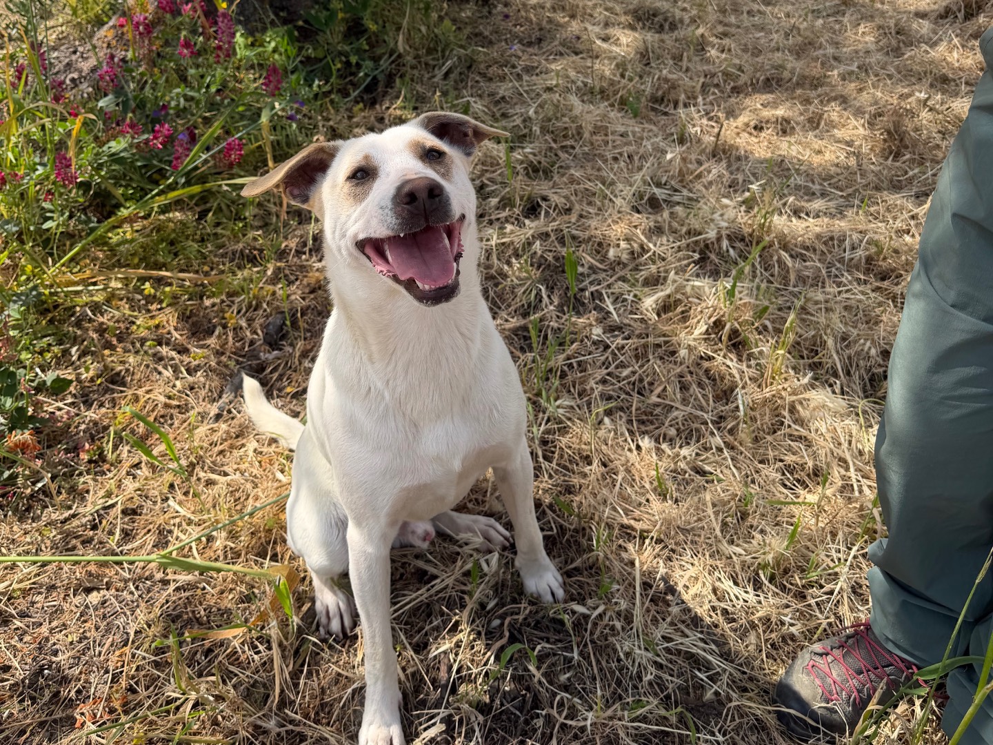 Adotta il cane Pier  a Agrigento