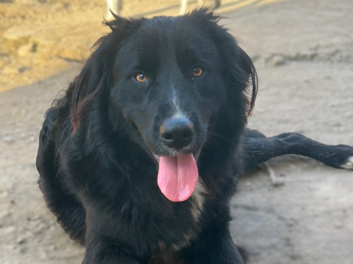 Adozione cane, maschio, Razza sconosciuta Razza sconosciuta, 1 anno e 7 mesi, taglia media, Sud