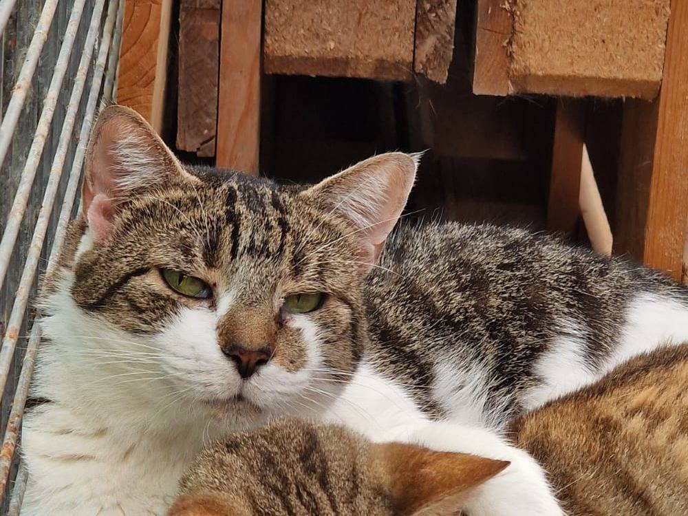 Adozione gatto, maschio, Razza sconosciuta Razza sconosciuta, 10 anni e 7 mesi, taglia non valida, Napoli