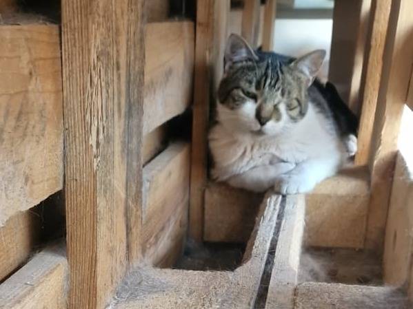 Adotta un gatto, maschio, 10 anni e 7 mesi, Napoli