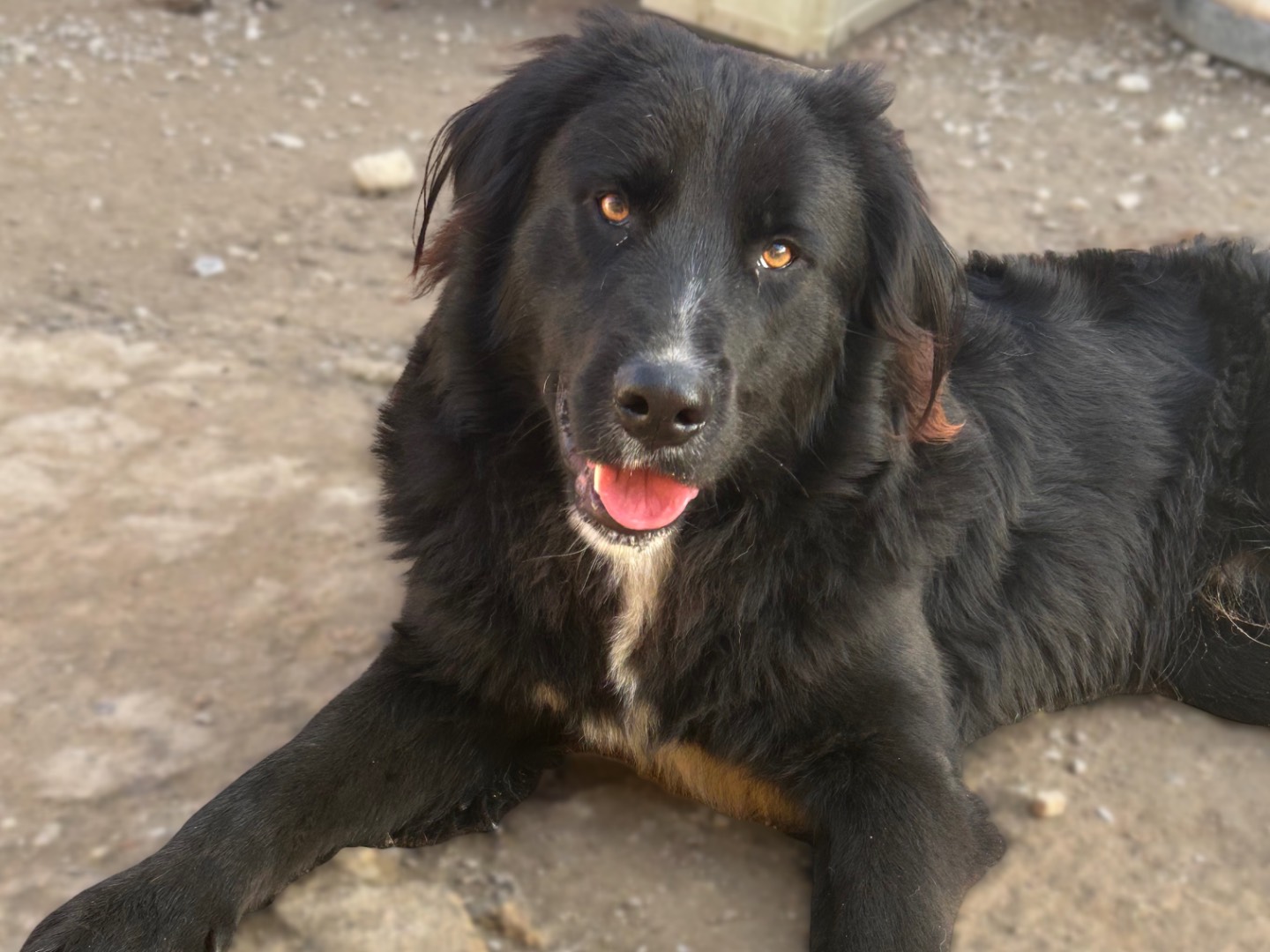 Adotta il cane Spillo a Sud