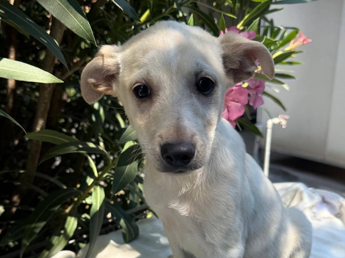 Vuoi adottare un cane a Cosenza?