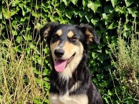 Adozione cane, femmina, Razza sconosciuta Razza sconosciuta, 5 mesi, taglia media contenuta, Trapani