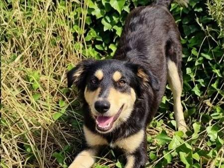 Adotta un cane, femmina, 5 mesi, Trapani