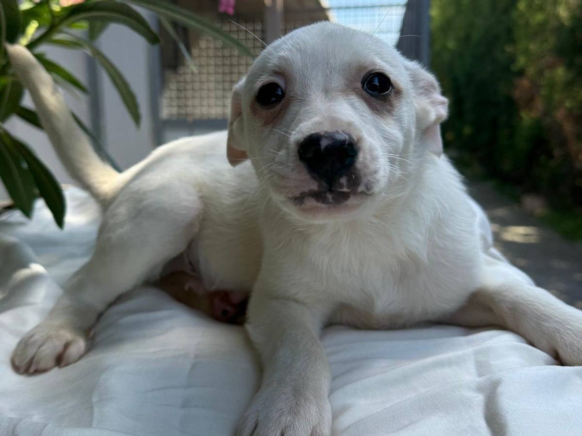 Adozione cane, maschio, Razza sconosciuta Razza sconosciuta, 3 mesi, taglia media contenuta, Cosenza