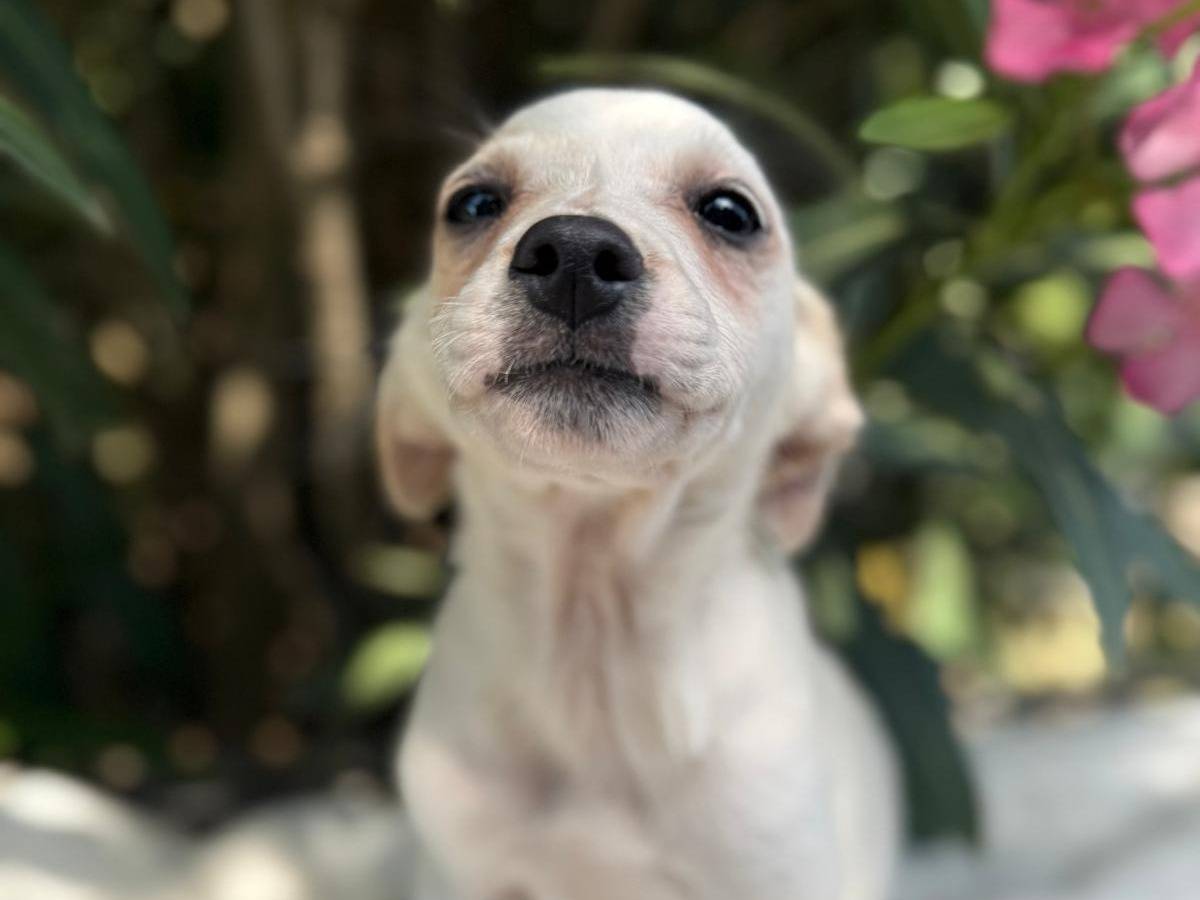 Adotta un cane, maschio, 3 mesi, Cosenza