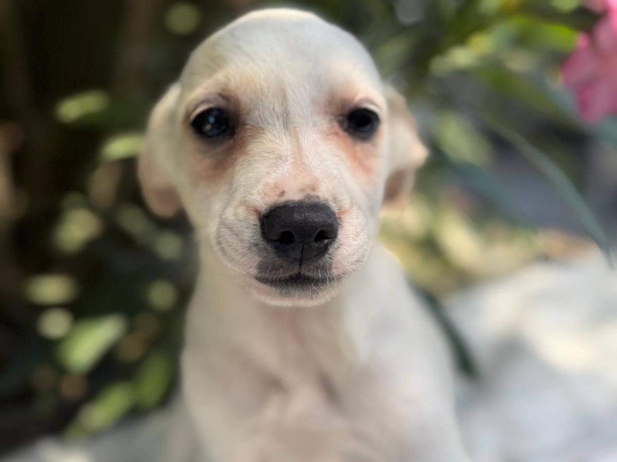 Adotta un cane, taglia media contenuta, maschio, Cosenza