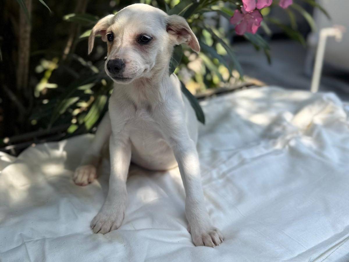 Vuoi adottare un cane a Cosenza?