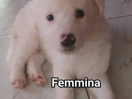 Adozione cane, maschio, Razza sconosciuta Razza sconosciuta, 1 mese, taglia media, Bari
