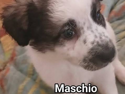 Adotta un cane, maschio, 1 mese, Bari