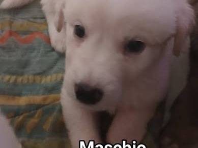 Adotta un cane, taglia media, maschio, Bari