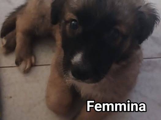 Vuoi adottare un cane a Bari?