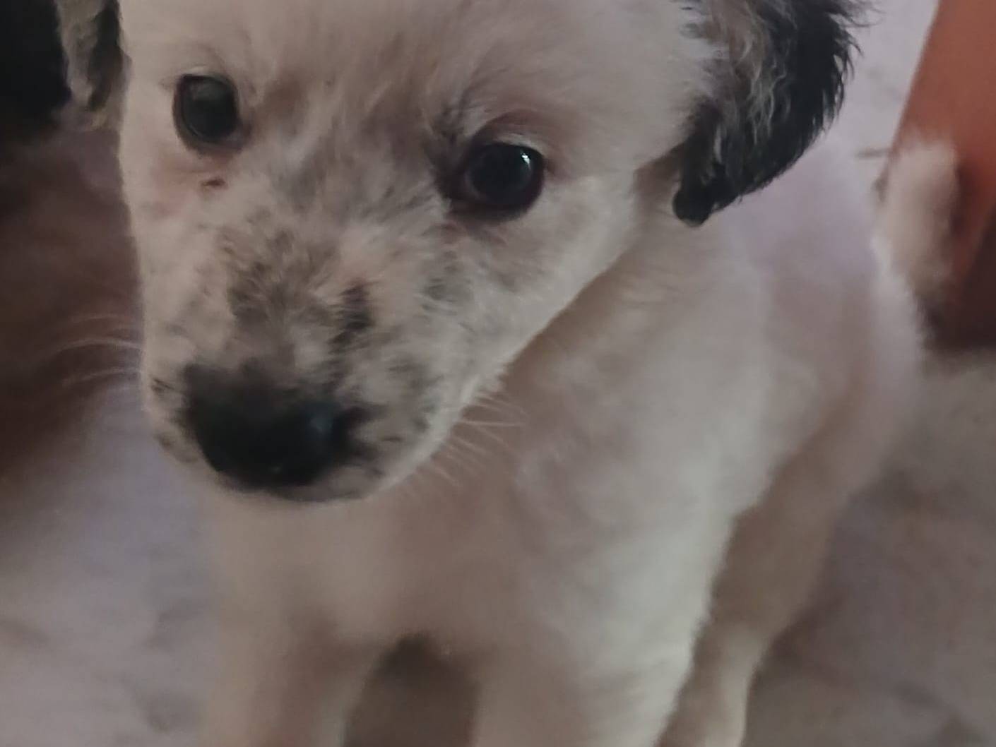 Adotta il cane Koda Zeus Paco Perla Stella  a Bari