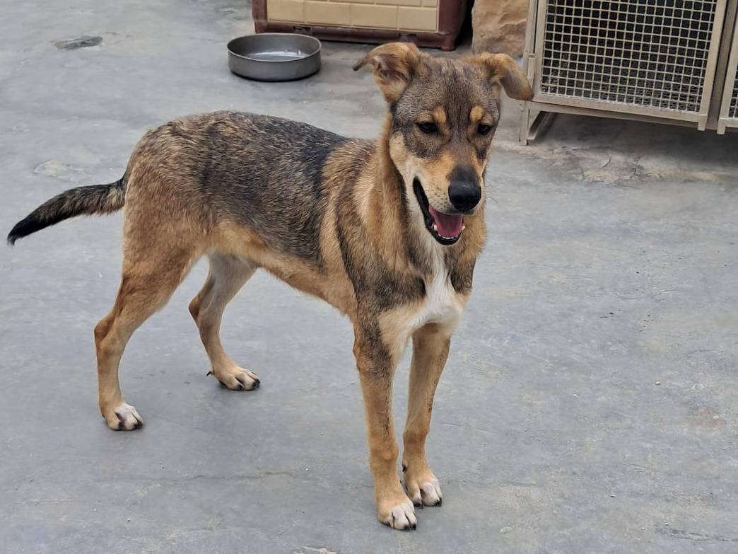 Adozione cane, maschio, Pastore tedesco Razza sconosciuta, 11 mesi, taglia media, Biella